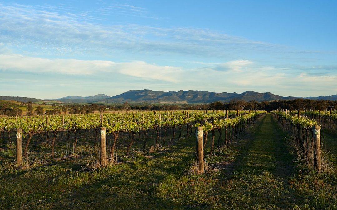 Vineyard rows in South Australia wine country