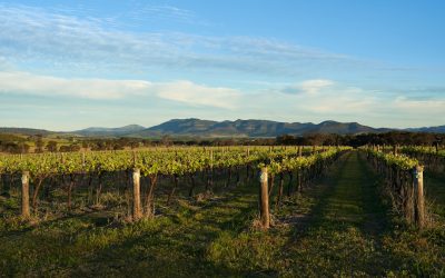 Barossa Valley Food and Wine: What to Eat and Drink When You Visit