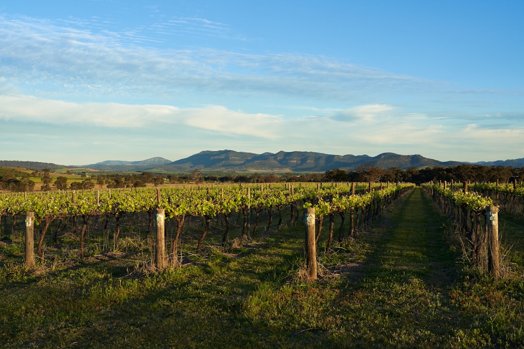 Vineyards in South Australia wine country