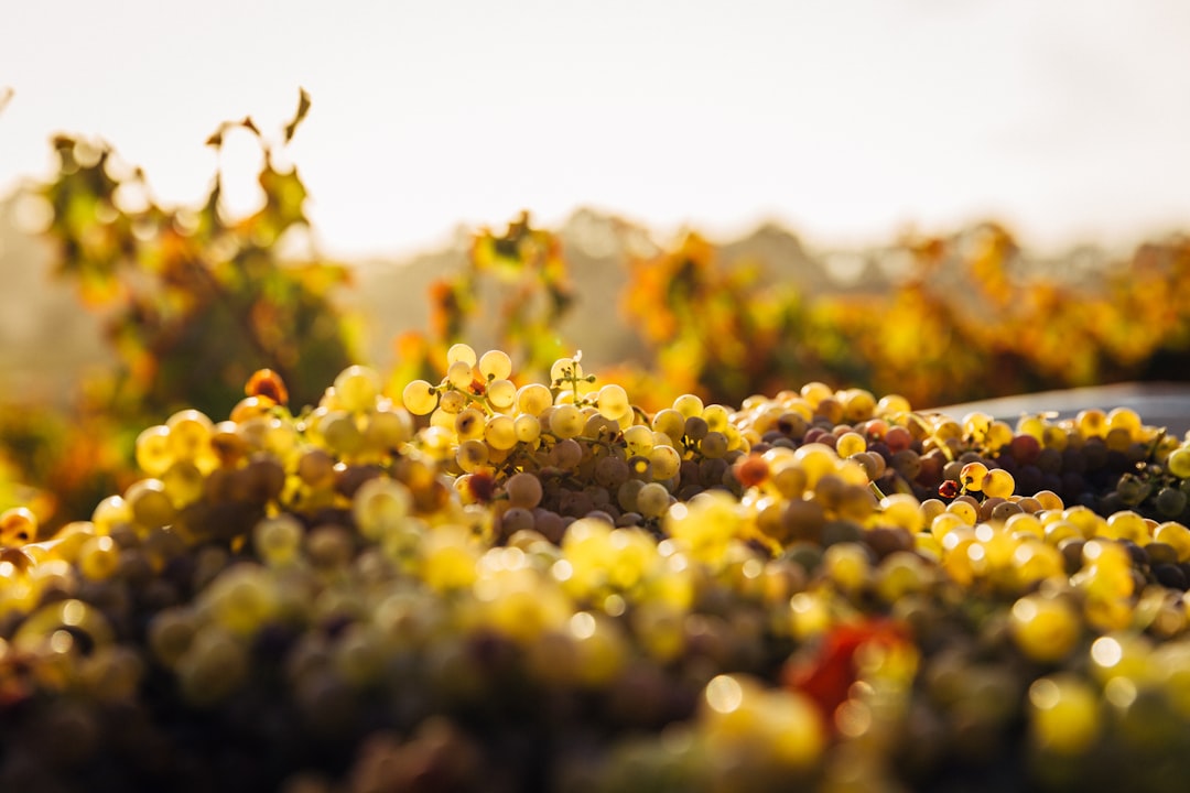 Wine grapes in a vineyard at golden hour