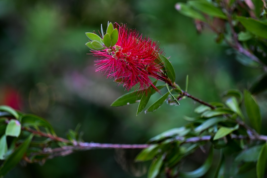 Bottlebrush flowering by the waterfront at Bicentennial Park, Sydney Olympic Park