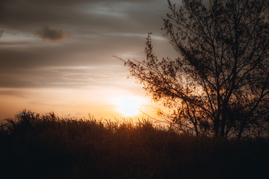 the sun is setting behind a tree in a field