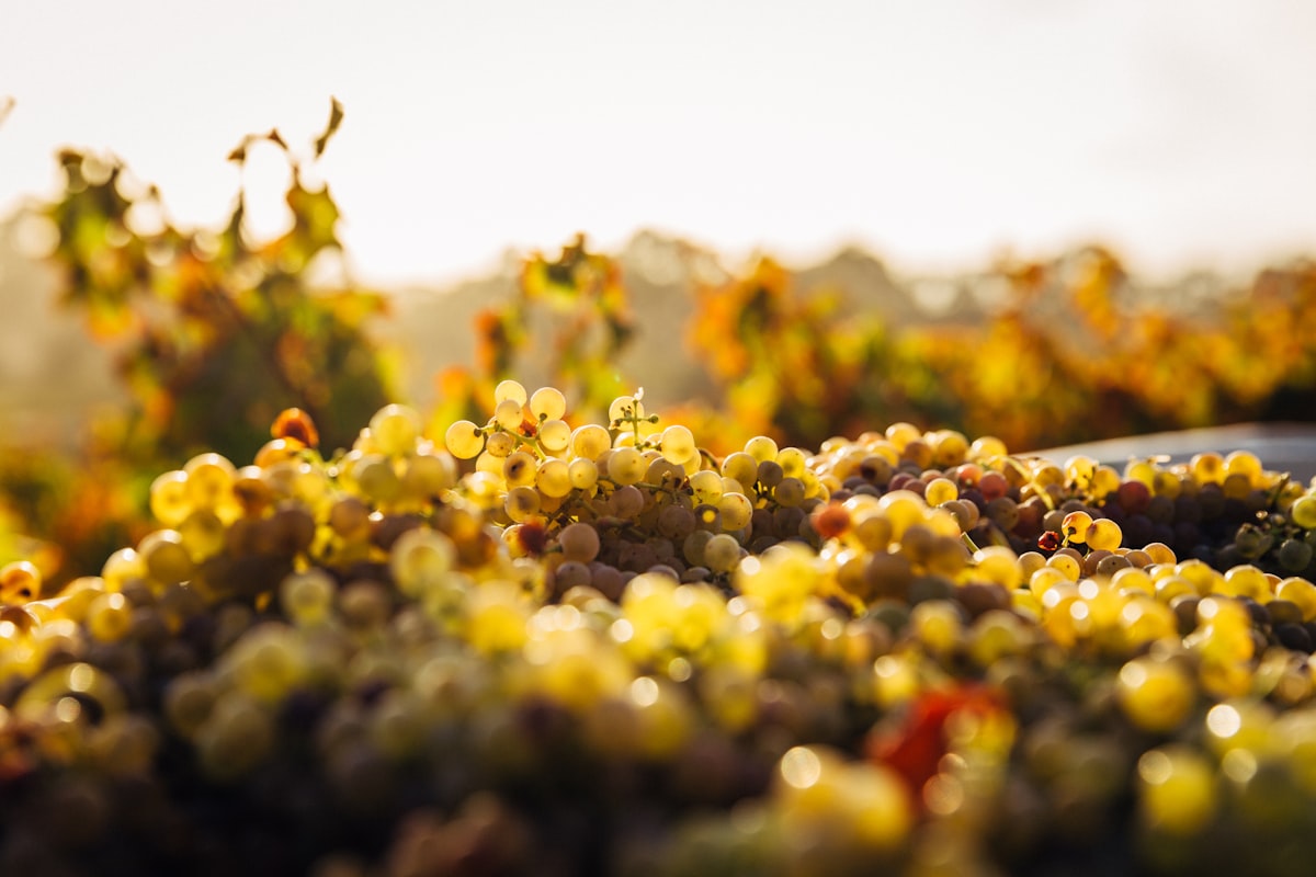 Close up of grapes on the vine during harvest season