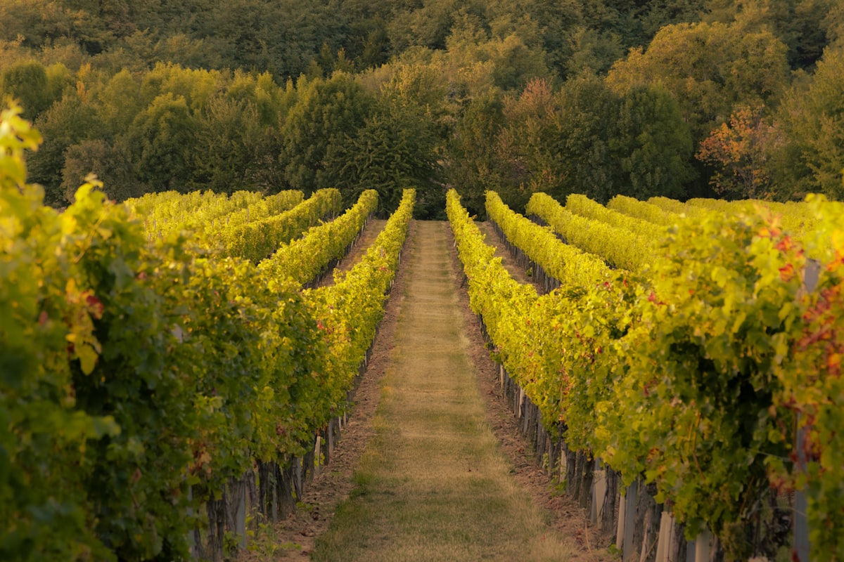 Autumn vineyard rows with golden leaves