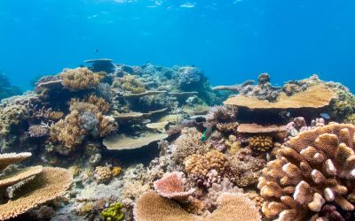 Diving Into The Blue: A Beginner’s Guide To Exploring The Great Barrier Reef