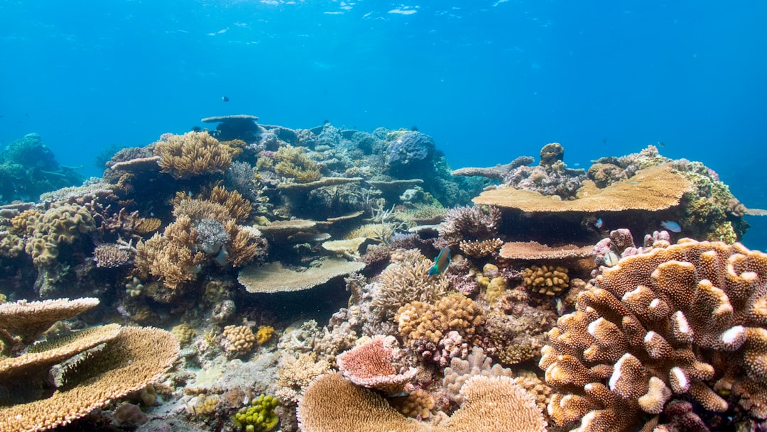Wide coral formations underwater on the Great Barrier Reef