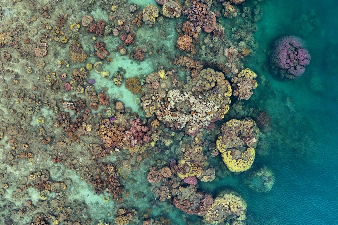 Aerial view of coral formations in clear reef water