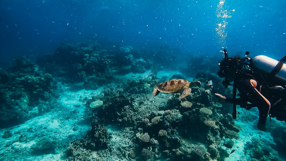 Scuba diver watching a sea turtle over a coral reef